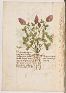 Erbario di Trento (Manoscritto n° 1591), XVI secolo, carta 15 verso: “Trifolio”.
“Ad sanandum