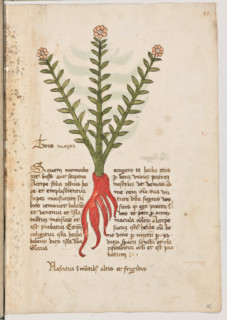 Erbario di Trento (Manoscritto n° 1591), XVI secolo, carta 16 recto: “Tors Mazor”.
“Si quem