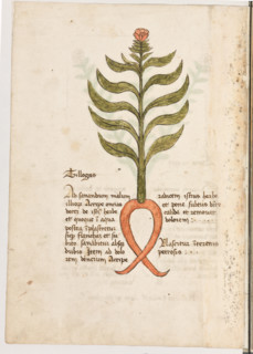 Erbario di Trento (Manoscritto n° 1591), XVI secolo, carta 16 verso: “Tillogas”.
“Ad sanandum