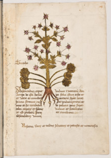 Erbario di Trento (Manoscritto n° 1591), XVI secolo, carta 17 recto: “Triacho”.
“Ad sanandum