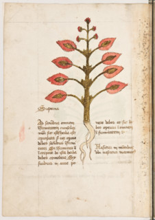 Erbario di Trento (Manoscritto n° 1591), XVI secolo, carta 17 verso: “Superna”.
“Ad sanandum omnem
