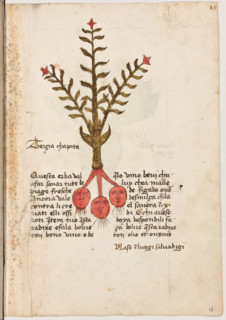 Erbario di Trento (Manoscritto n° 1591), XVI secolo, carta 18 recto: “Terçia Chapita”.

“Questa