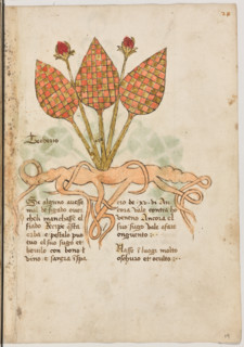 Erbario di Trento (Manoscritto n° 1591), XVI secolo, carta 19 recto: “Teoderis”.
“Se alguno avesse