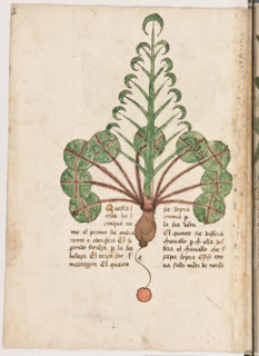 Erbario di Trento (Manoscritto n° 1591), XVI secolo, carta 19 verso: erba.
“Questa erba ha cinque