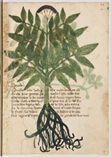 Erbario di Trento (Manoscritto n° 1591), XVI secolo, carta 20 recto: “Hevollo”.
“Ouesta herba