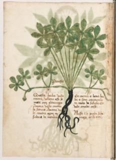 Erbario di Trento (Manoscritto n° 1591), XVI secolo, carta 20 verso: “Pentafilon”.
“Questa herba
