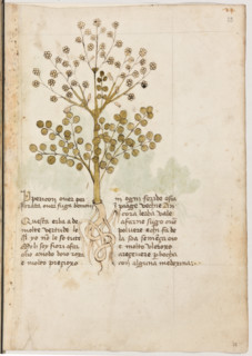 Erbario di Trento (Manoscritto n° 1591), XVI secolo, carta 21 recto: “Ypericon Over Perforata Over