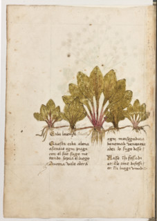 Erbario di Trento (Manoscritto n° 1591), XVI secolo, carta 21 verso: “Erba Lorença. Pilosella”