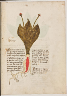 Erbario di Trento (Manoscritto n° 1591), XVI secolo, carta 22 recto: “Bortines”.
“Si quois haberet