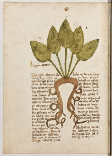 Erbario di Trento (Manoscritto n° 1591), XVI secolo, carta 22 verso: “Lingua Cornena”.
“Si esset
