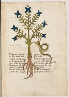 Erbario di Trento (Manoscritto n° 1591), XVI secolo, carta 23 recto: “Ditamo Biancho”.
“El se