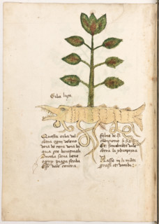 Erbario di Trento (Manoscritto n° 1591), XVI secolo, carta 23 verso: “Erba Luca”.
Questa erba val