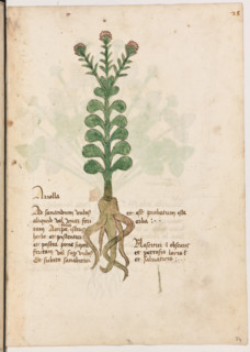 Erbario di Trento (Manoscritto n° 1591), XVI secolo, carta 24 recto: “Ariolla”.
“Ad sanandum
