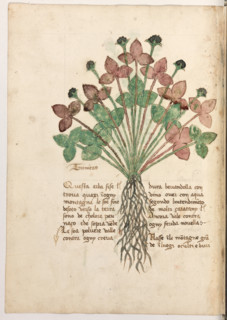 Erbario di Trento (Manoscritto n° 1591), XVI secolo, carta 24 verso: “Trinitas”.
“Questa erba si
