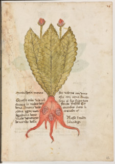 Erbario di Trento (Manoscritto n° 1591), XVI secolo, carta 25 recto: “Mandralgola Menore”.
“Questa