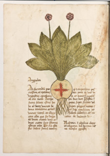 Erbario di Trento (Manoscritto n° 1591), XVI secolo, carta 25 verso: “Angules”.
“Ad faciendum