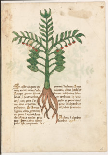 Erbario di Trento (Manoscritto n° 1591), XVI secolo, carta 26 recto: erba.
“Si esset aliquis qui