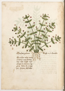 Erbario di Trento (Manoscritto n° 1591), XVI secolo, carta 26 verso:. “Morsus Galine”.
“Questa