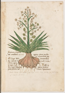 Erbario di Trento (Manoscritto n° 1591), XVI secolo, carta 27 recto: ”Centum Chapita Vel Amfodili