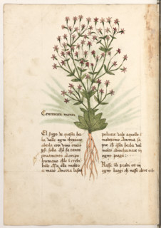 Erbario di Trento (Manoscritto n° 1591), XVI secolo, carta 27 verso: ”Centaurea Menor”.
“El sugo