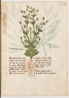 Erbario di Trento (Manoscritto n° 1591), XVI secolo, carta 28 recto: ”Centaurea Maçor”.

Queste