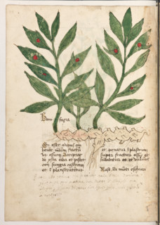 Erbario di Trento (Manoscritto n° 1591), XVI secolo, carta 28 verso: ”Bonifacia”.
“Si esset