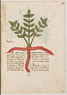 Erbario di Trento (Manoscritto n° 1591), XVI secolo, carta 29 recto: ”Bossosilles”.
“Si esset