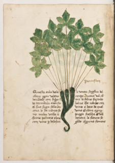 Erbario di Trento (Manoscritto n° 1591), XVI secolo, carta 29 verso: ”Pentafilon”.
“Questa erba