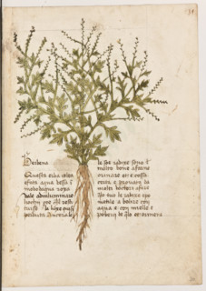 Erbario di Trento (Manoscritto n° 1591), XVI secolo, carta 30 recto: ”Berbena”.
“Questa erba,