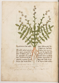 Erbario di Trento (Manoscritto n° 1591), XVI secolo, carta 30 verso: ”Agremonia Val Resta”