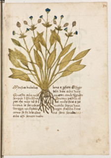 Erbario di Trento (Manoscritto n° 1591), XVI secolo, carta 31 recto: ”Morsus Diabolus”.
“Ouesta