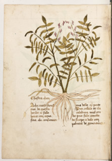 Erbario di Trento (Manoscritto n° 1591), XVI secolo, carta 31 verso: “Chastra Chan”.
“A chi avese
