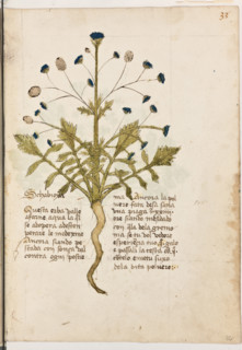 Erbario di Trento (Manoscritto n° 1591), XVI secolo, carta 32 recto: ”Schabioxa”.
“Questa erba