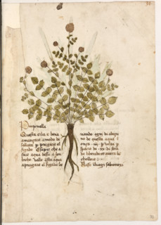 Erbario di Trento (Manoscritto n° 1591), XVI secolo, carta 33 recto: ”Pinpinella”.
“Questa erba é