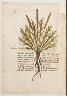 Erbario di Trento (Manoscritto n° 1591), XVI secolo, carta 33 verso: ”Cornua Servina”.
“Questa