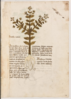 Erbario di Trento (Manoscritto n° 1591), XVI secolo, carta 34 recto: ”Antolla Menor”.
“Ad sanandum