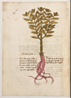 Erbario di Trento (Manoscritto n° 1591), XVI secolo, carta 34 verso: ”Million Solis”.
“Questa erba