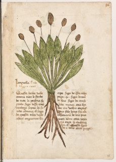 Erbario di Trento (Manoscritto n° 1591), XVI secolo, carta 35 recto: ”Lançuolla. L’Erba Vel Lingua