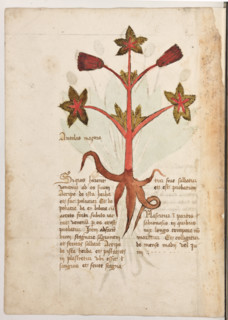 Erbario di Trento (Manoscritto n° 1591), XVI secolo, carta 35 verso: ”Antolas Maçora”.
“Si quis
