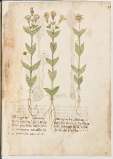 Erbario di Trento (Manoscritto n° 1591), XVI secolo, carta 36 recto: erba.
“El sugo de questa erba