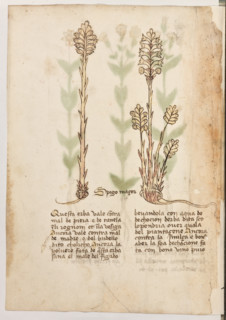 Erbario di Trento (Manoscritto n° 1591), XVI secolo, carta 36 verso: “Spigo Maçor”.
“Questa erba