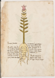 Erbario di Trento (Manoscritto n° 1591), XVI secolo, carta 37 recto: “Ranna Fiorita”.
“Questa erba