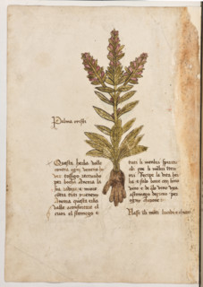 Erbario di Trento (Manoscritto n° 1591), XVI secolo, carta 37 verso: “Palma Cristi”.
“Questa herba