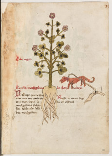 Erbario di Trento (Manoscritto n° 1591), XVI secolo, carta 38 recto: “Erba Negra”.
“Contra