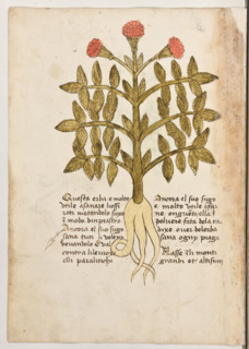 Erbario di Trento (Manoscritto n° 1591), XVI secolo, carta 38 verso: erba.
“Questa erba é molto