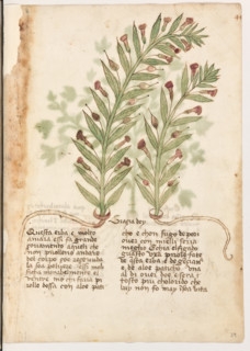 Erbario di Trento (Manoscritto n° 1591), XVI secolo, carta 39 recto: “Graçia Dey”.
“Questa erba e