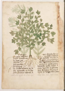Erbario di Trento (Manoscritto n° 1591), XVI secolo, carta 39 verso: “Eufragia”.
“Questa erba val