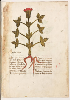 Erbario di Trento (Manoscritto n° 1591), XVI secolo, carta 40 recto: “Herba Rena”.
“Si esset