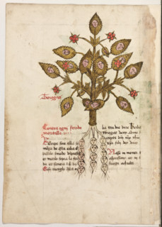 Erbario di Trento (Manoscritto n° 1591), XVI secolo, carta 40 verso: “Torogas”.
“Contra ogni