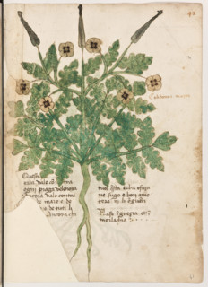 Erbario di Trento (Manoscritto n° 1591), XVI secolo, carta 41 recto: “Celidonia Mazor”.
“Questa